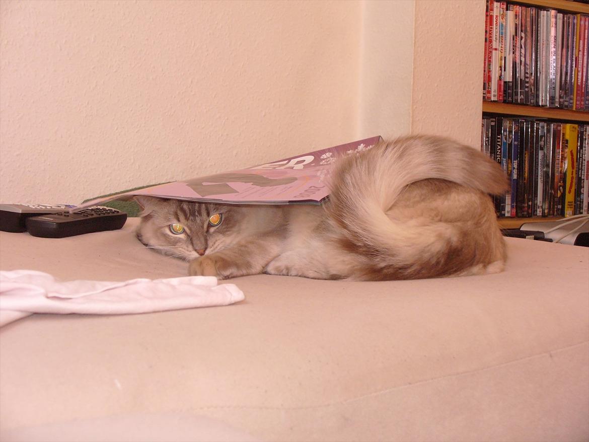 Ragdoll DK Wrensted Garcon Dolly billede 19