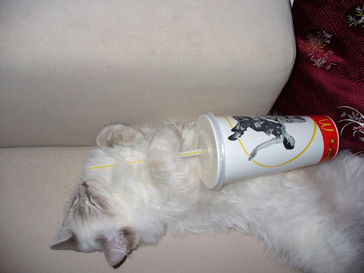 Ragdoll DK Wrensted Garcon Dolly billede 20