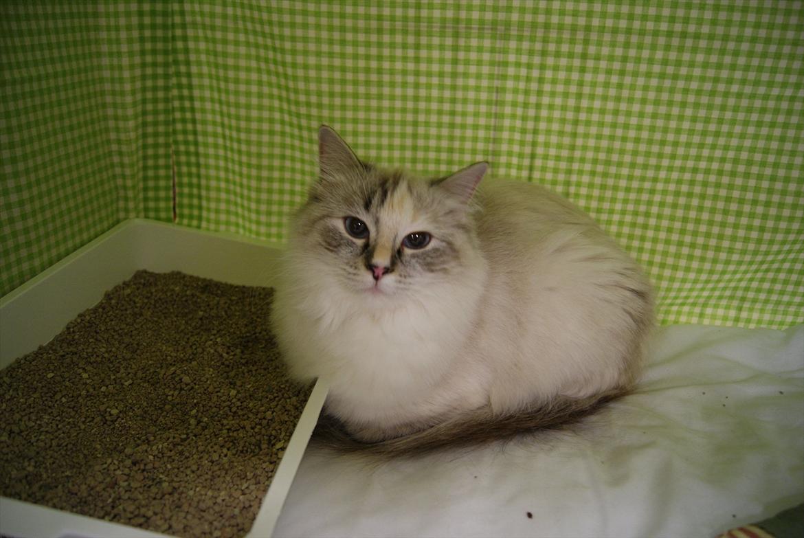 Ragdoll DK Wrensted Lærke - Oktober 2010 - Kattens Værn Odense Hobbyudstilling :o) billede 5