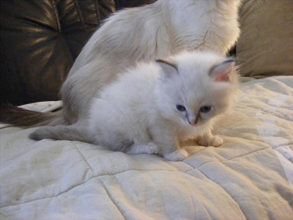 Ragdoll DK Wrensted Lærke - 2009 billede 6