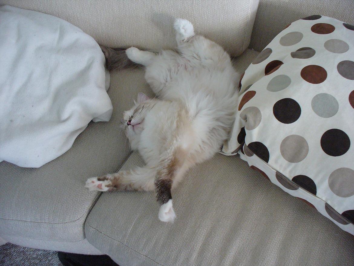 Ragdoll DK Wrensted Lærke - Forår 2010 billede 7