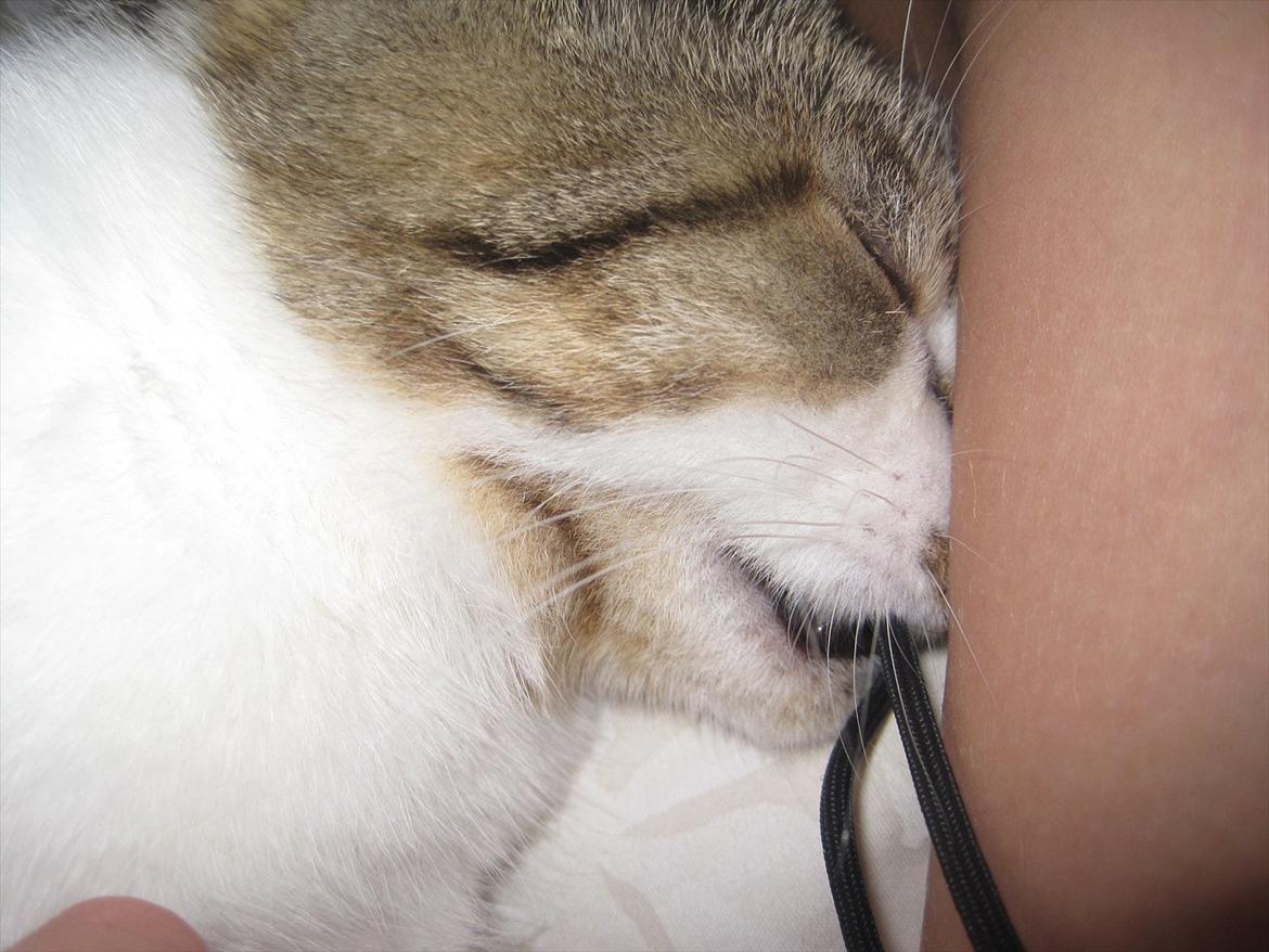 Huskat Sweety Candies billede 1