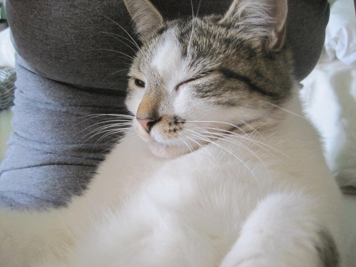 Huskat Sweety Candies billede 4