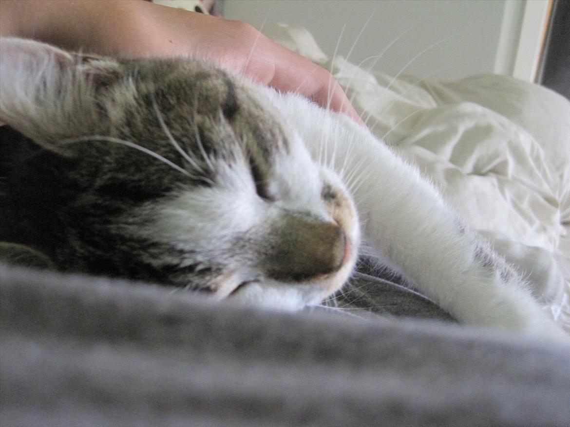 Huskat Sweety Candies billede 6