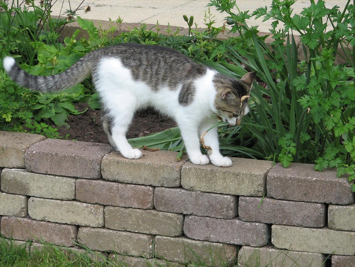 Huskat Sweety Candies billede 11