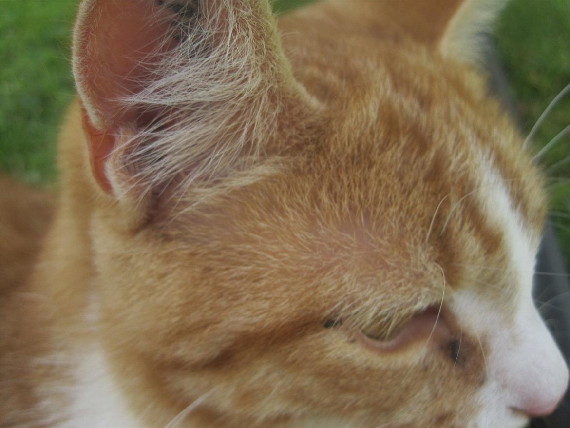 Huskat Pyrus billede 1