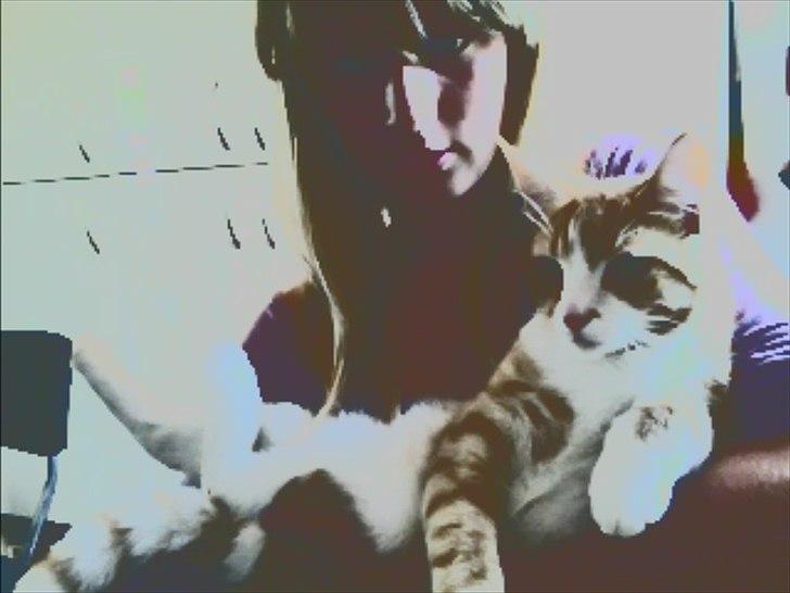 Huskat Pyrus billede 2