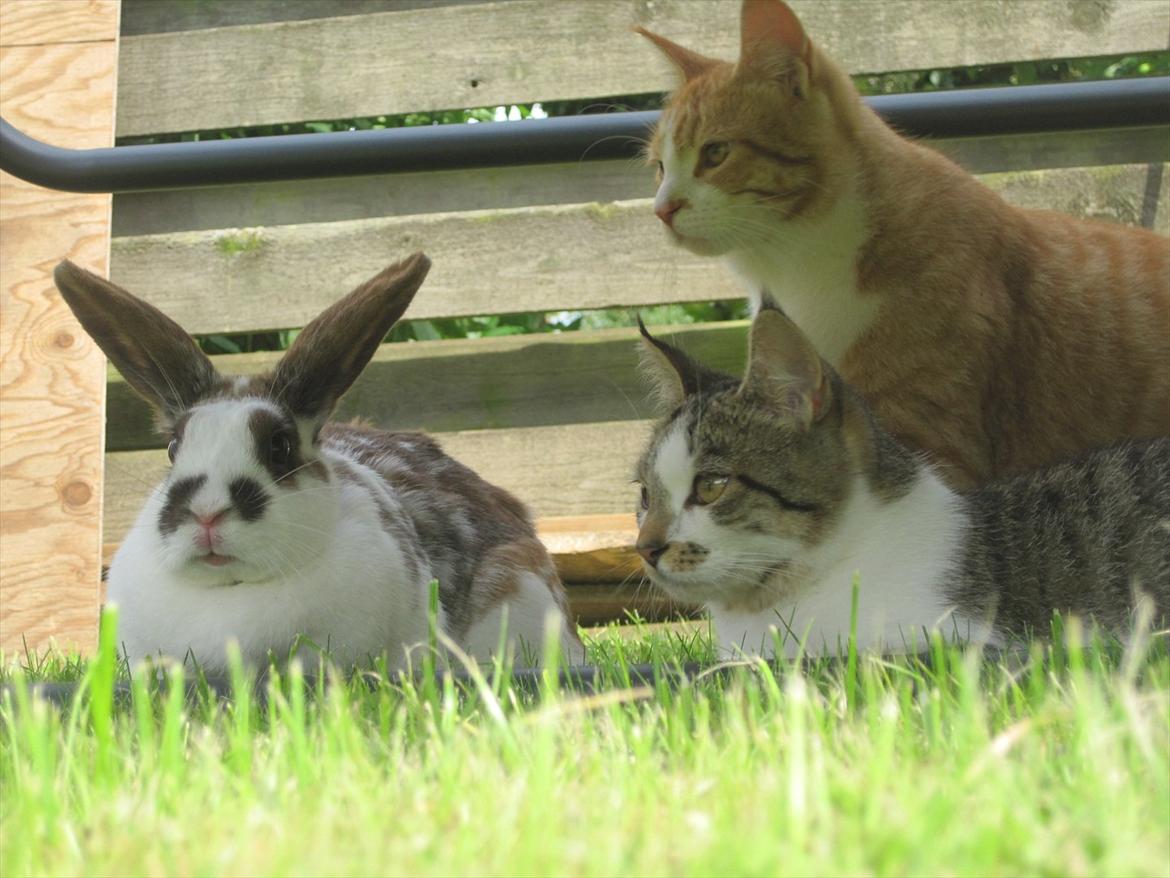 Huskat Pyrus billede 3