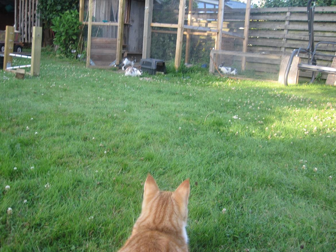 Huskat Pyrus billede 4