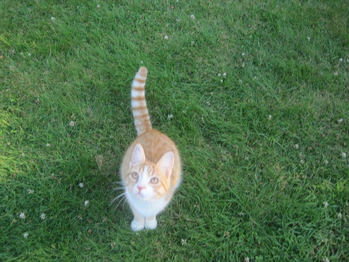 Huskat Pyrus billede 5