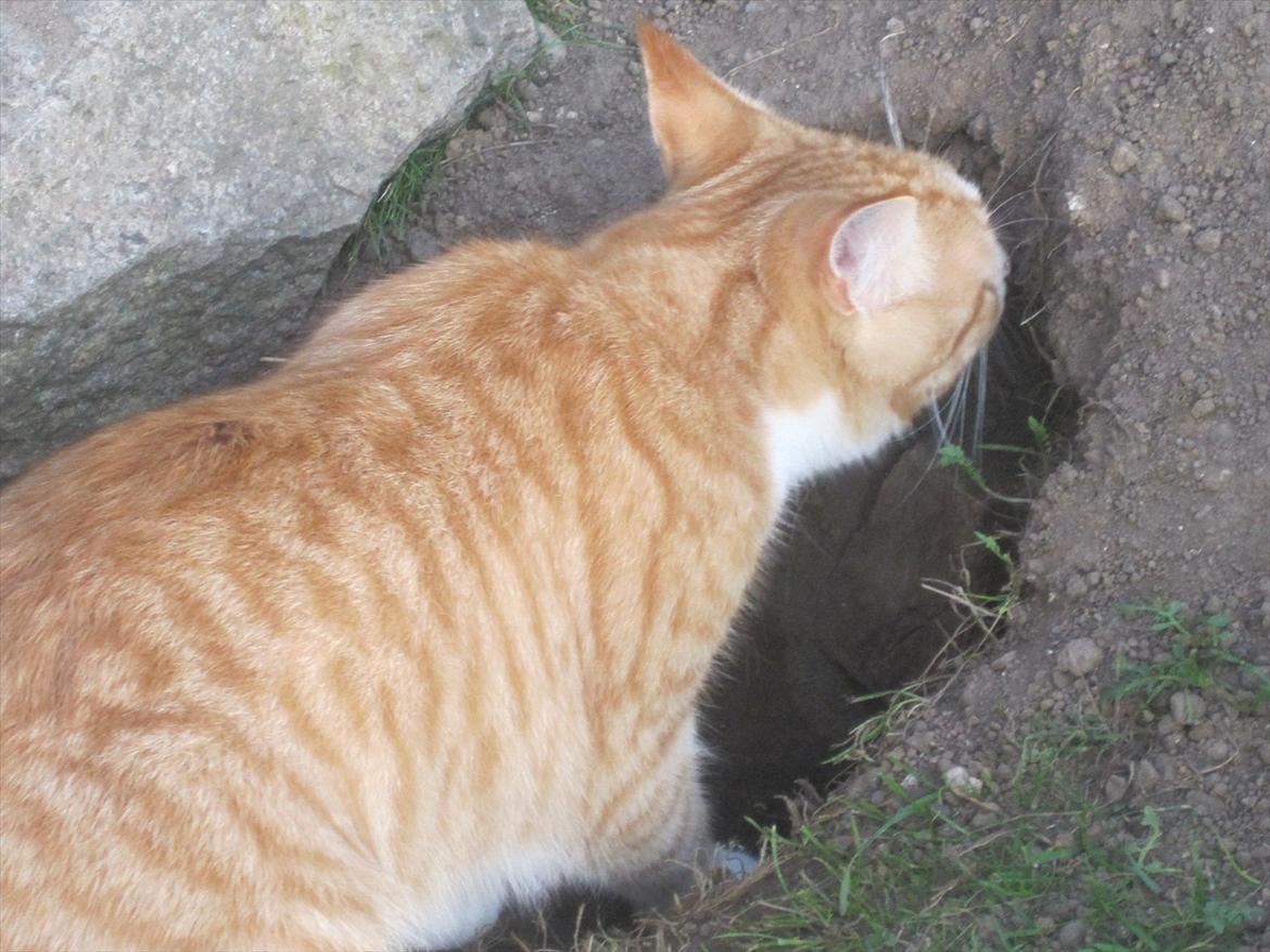 Huskat Pyrus billede 6