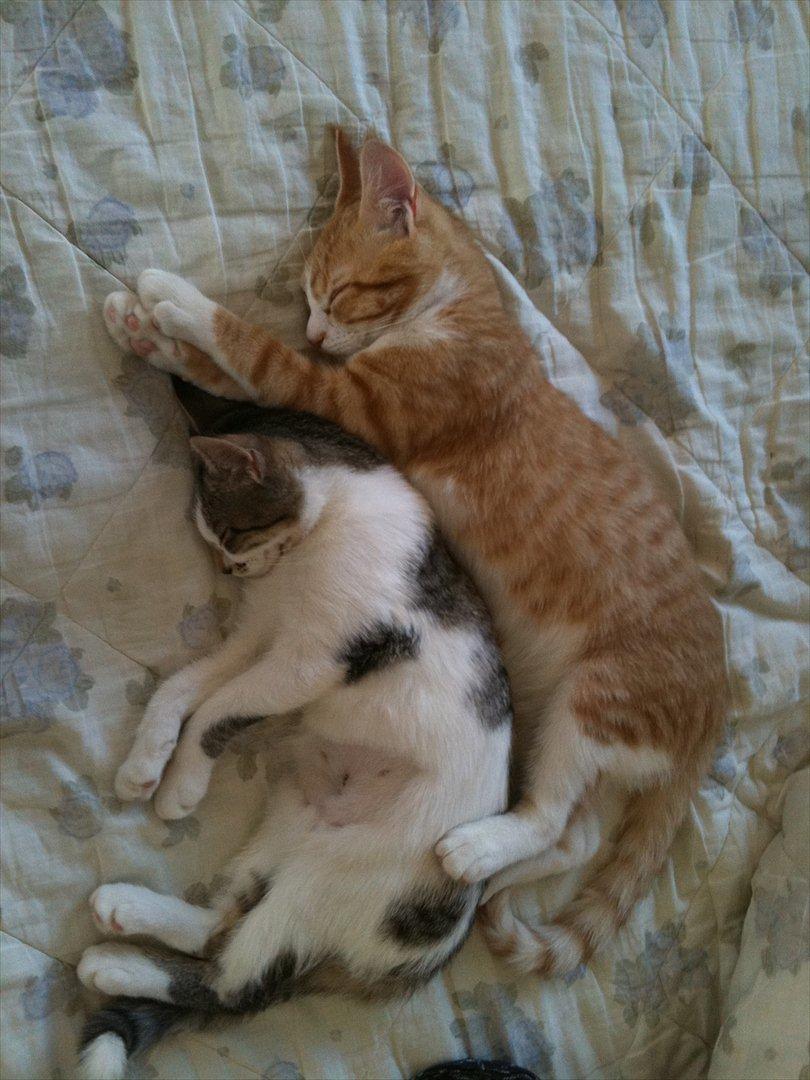 Huskat Pyrus billede 7