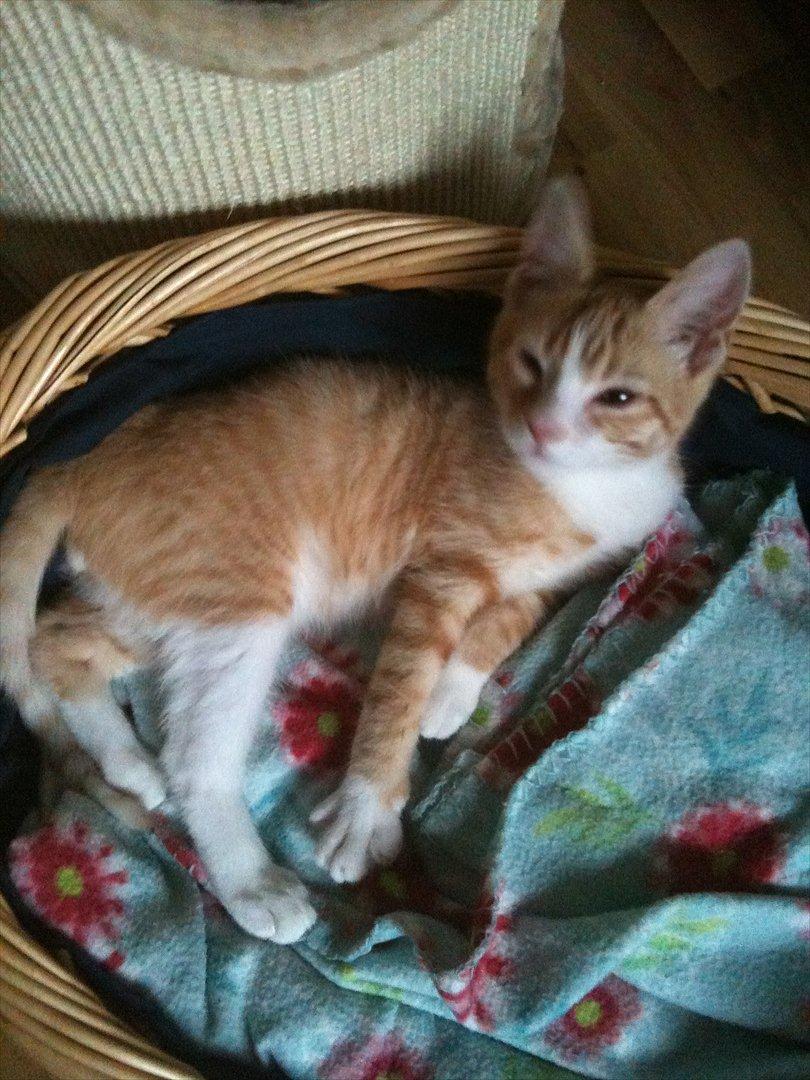 Huskat Pyrus billede 8