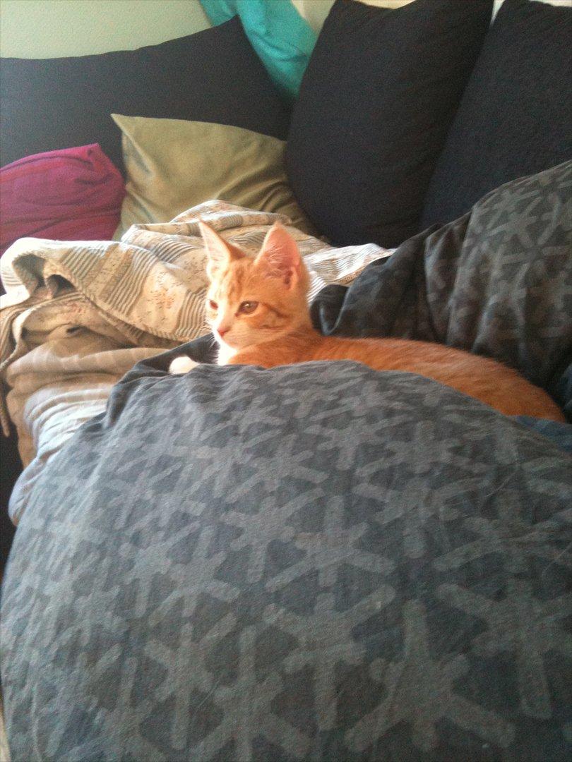 Huskat Pyrus billede 9