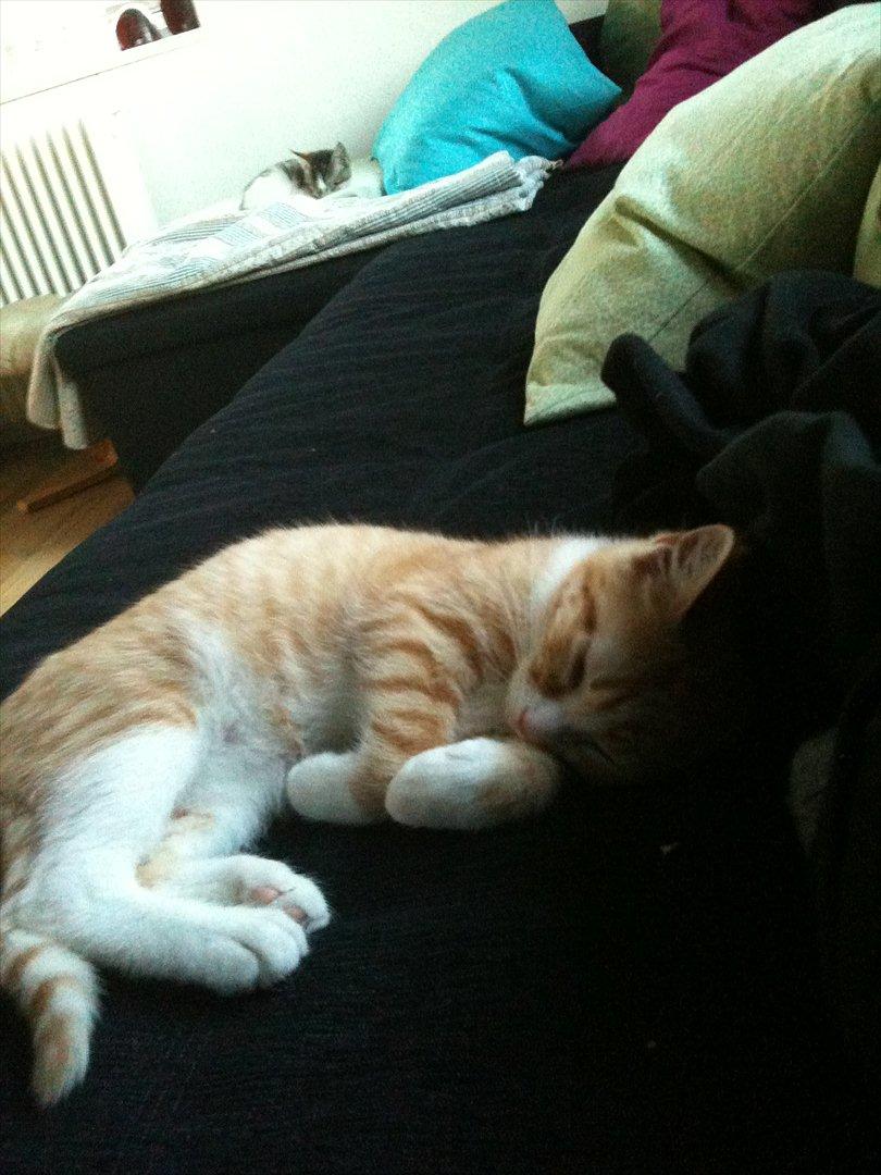 Huskat Pyrus billede 11