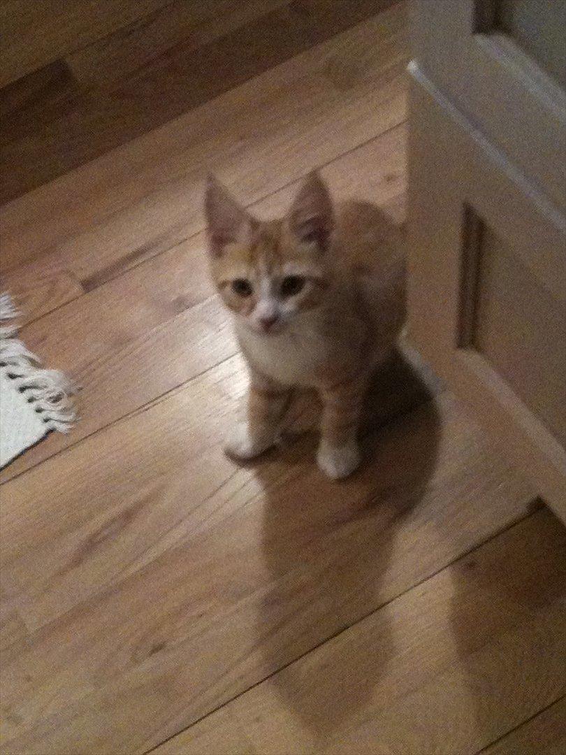 Huskat Pyrus billede 12