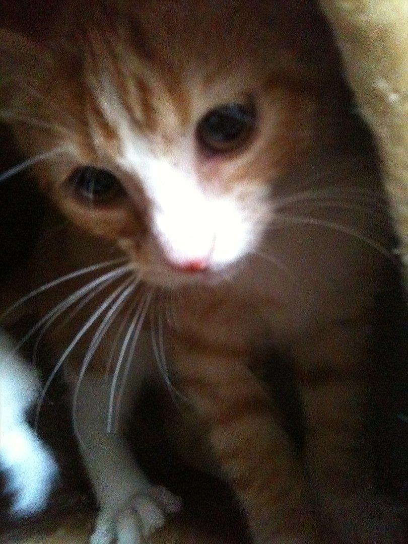 Huskat Pyrus billede 13