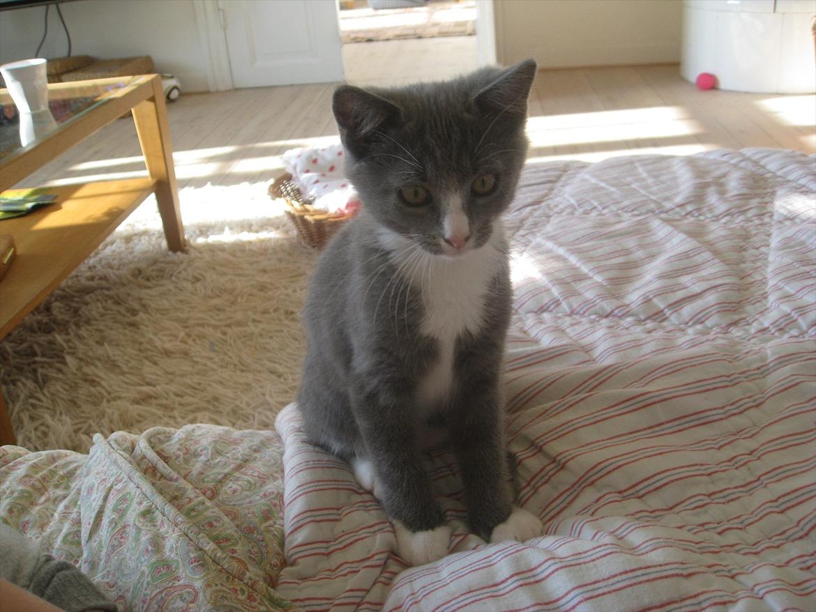 Huskat PEPSI - Velkommen til Pepsi's profil, Her sider Pepsi på sofaen og kigger :) billede 1