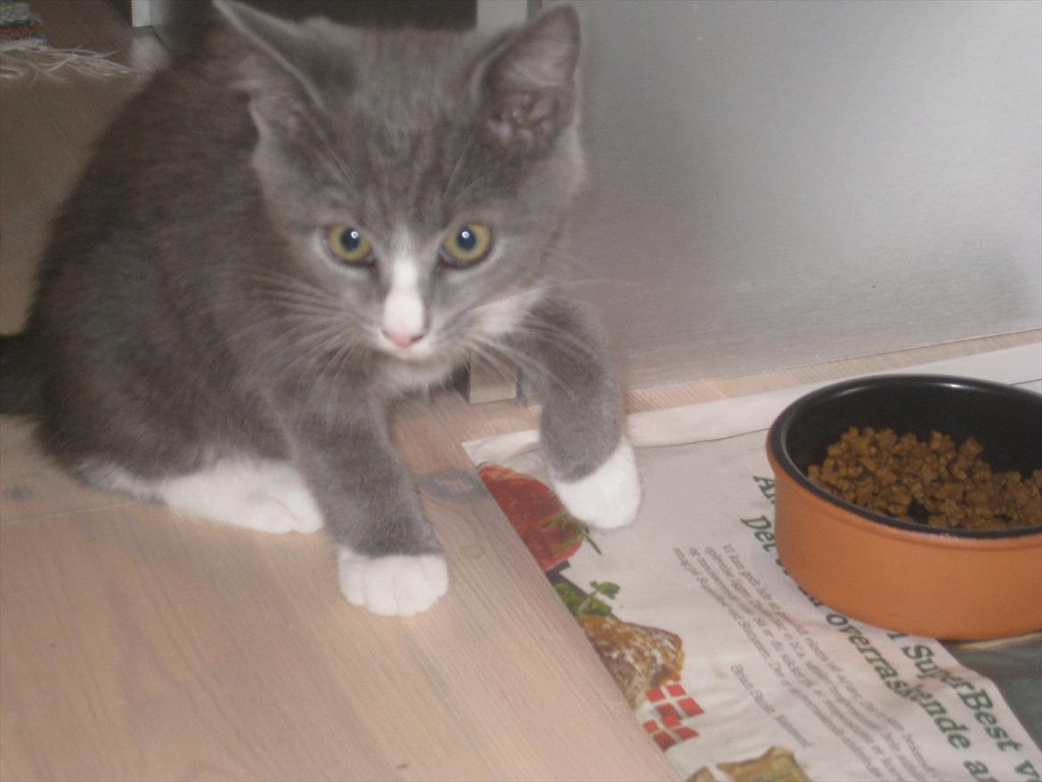 Huskat PEPSI - Min mad!! billede 2