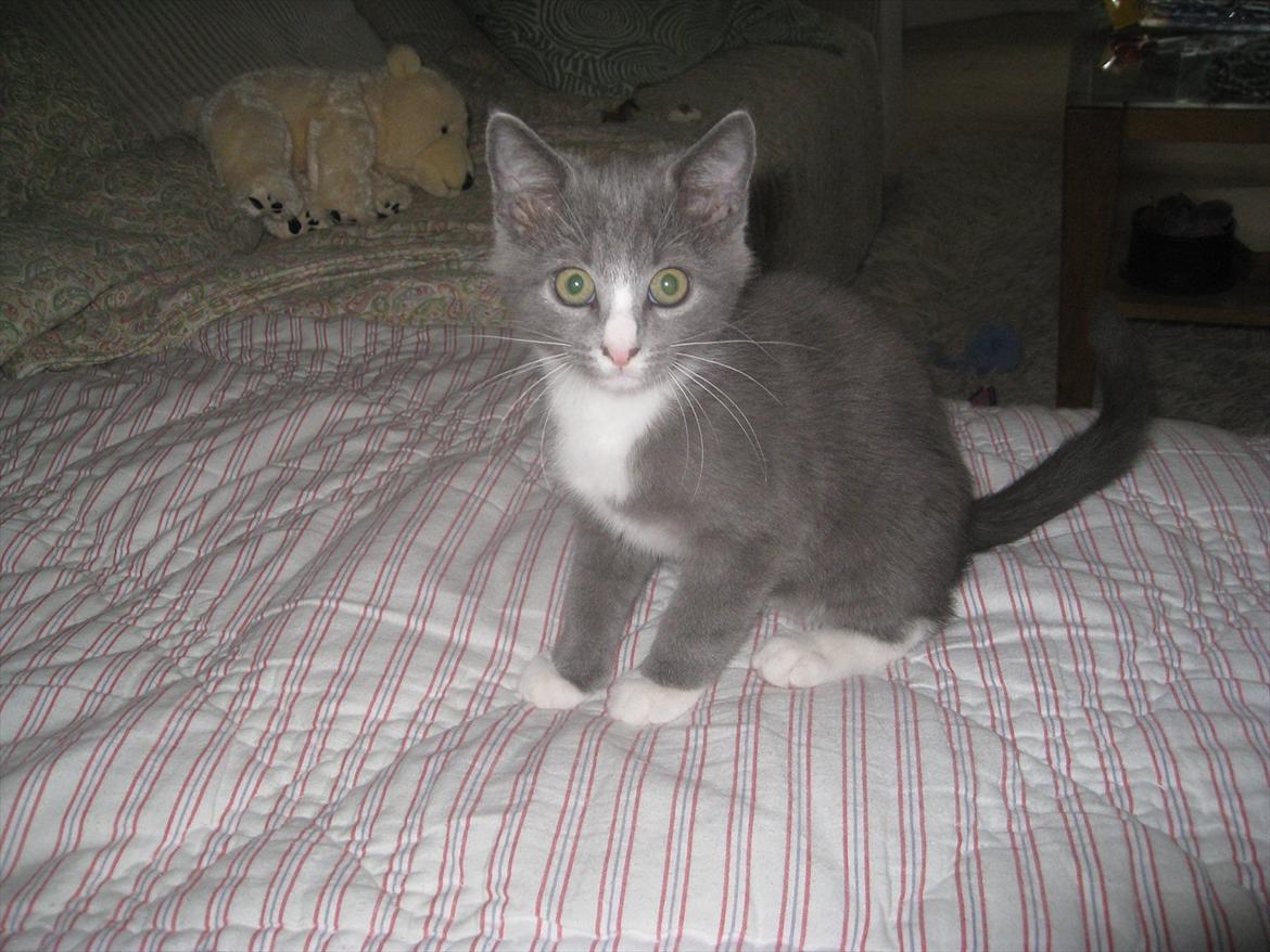 Huskat PEPSI - Hvem er du?.. billede 3