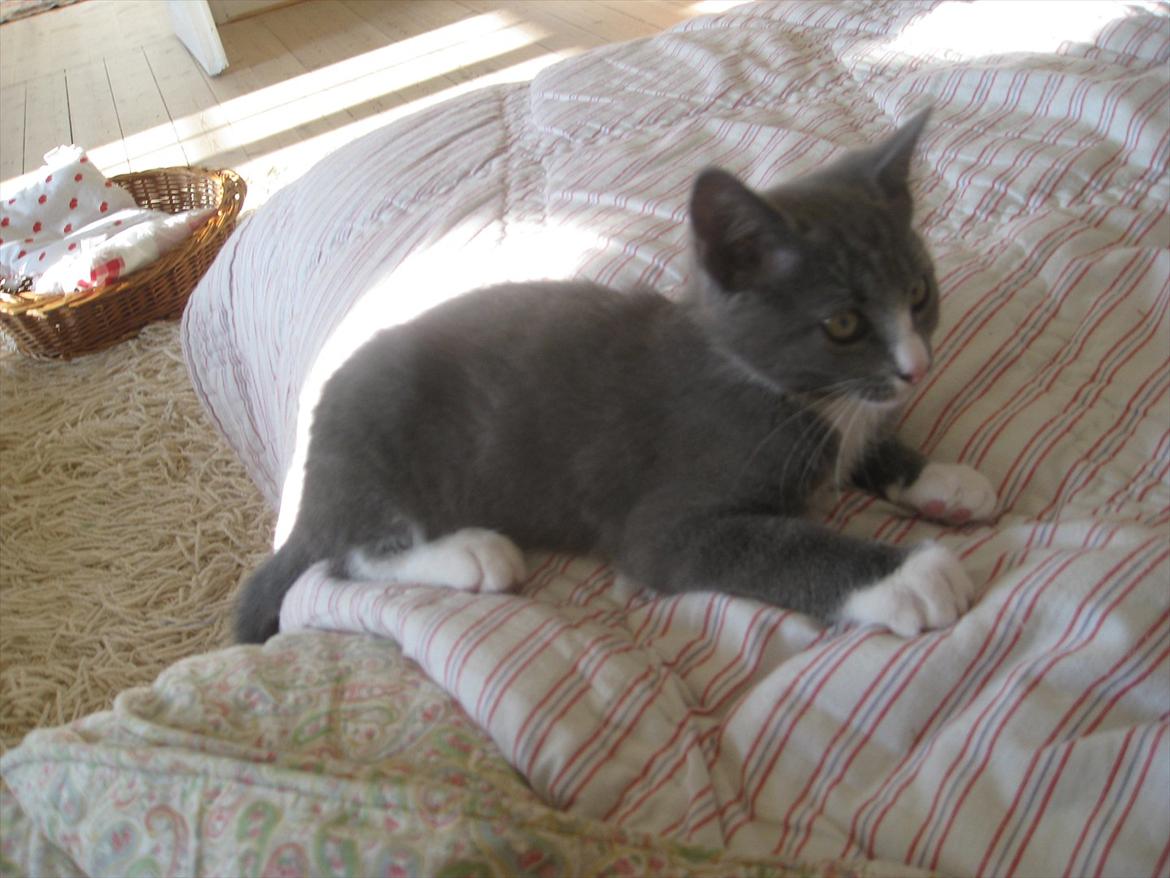 Huskat PEPSI - Pepsi er meget nysgerig:) billede 4