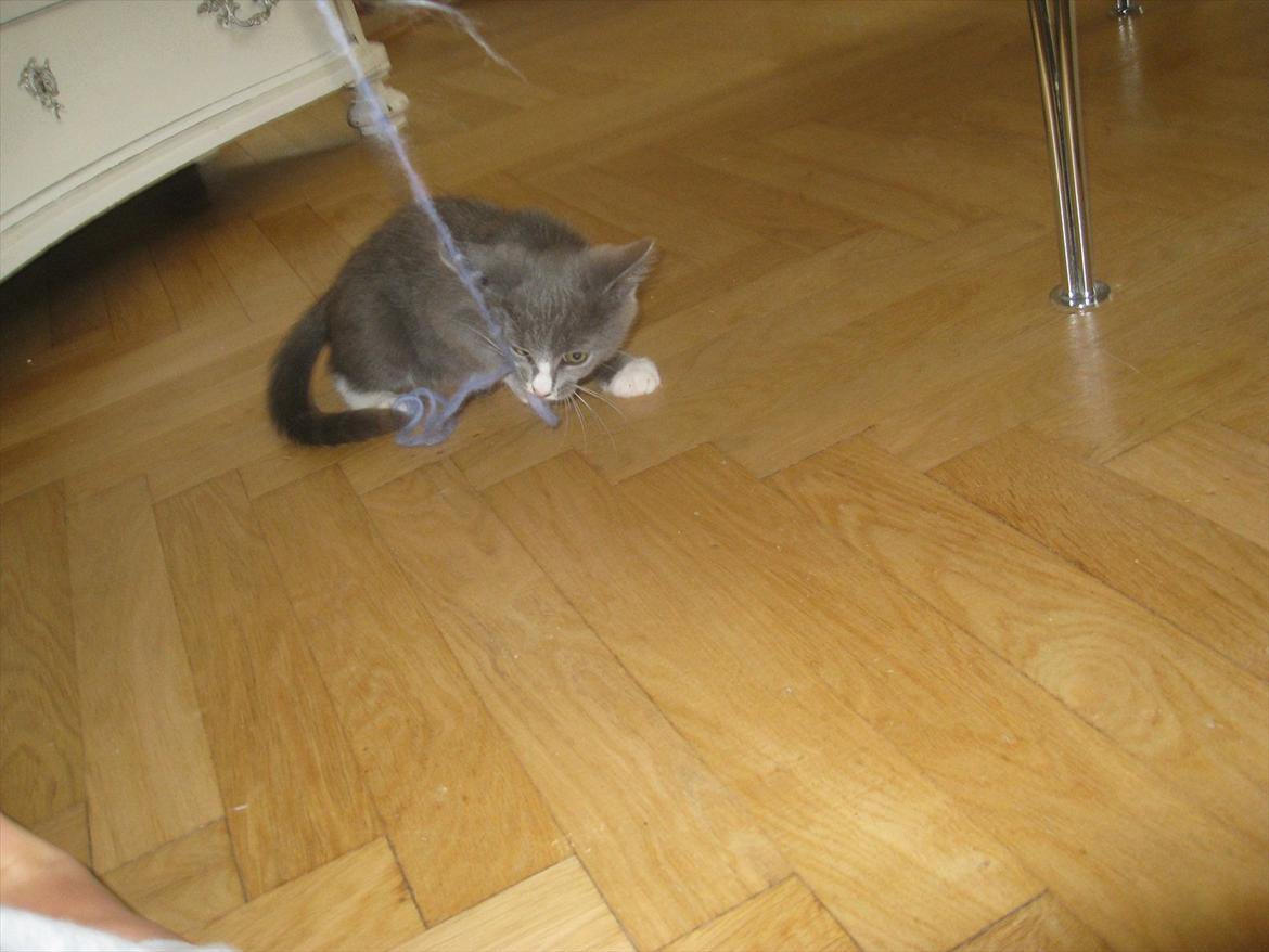 Huskat PEPSI - Wraavv billede 5