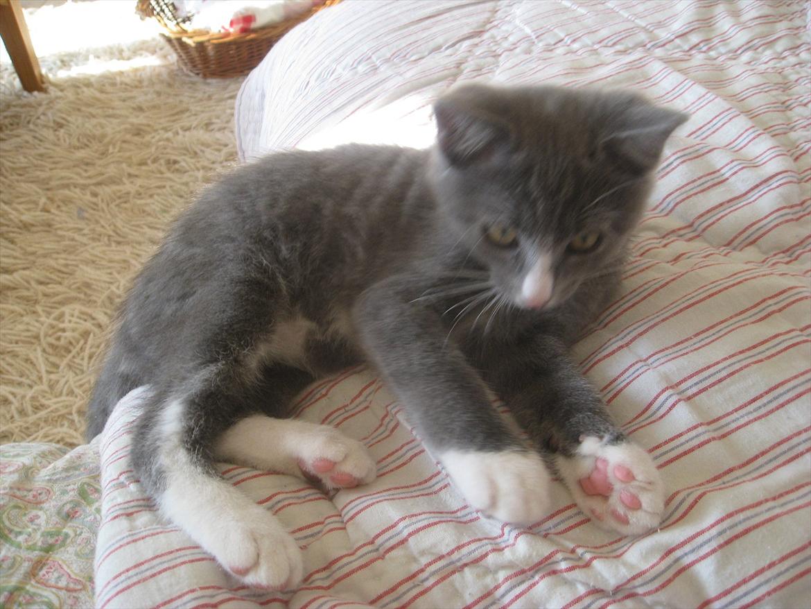 Huskat PEPSI - Pepsi <3 billede 6