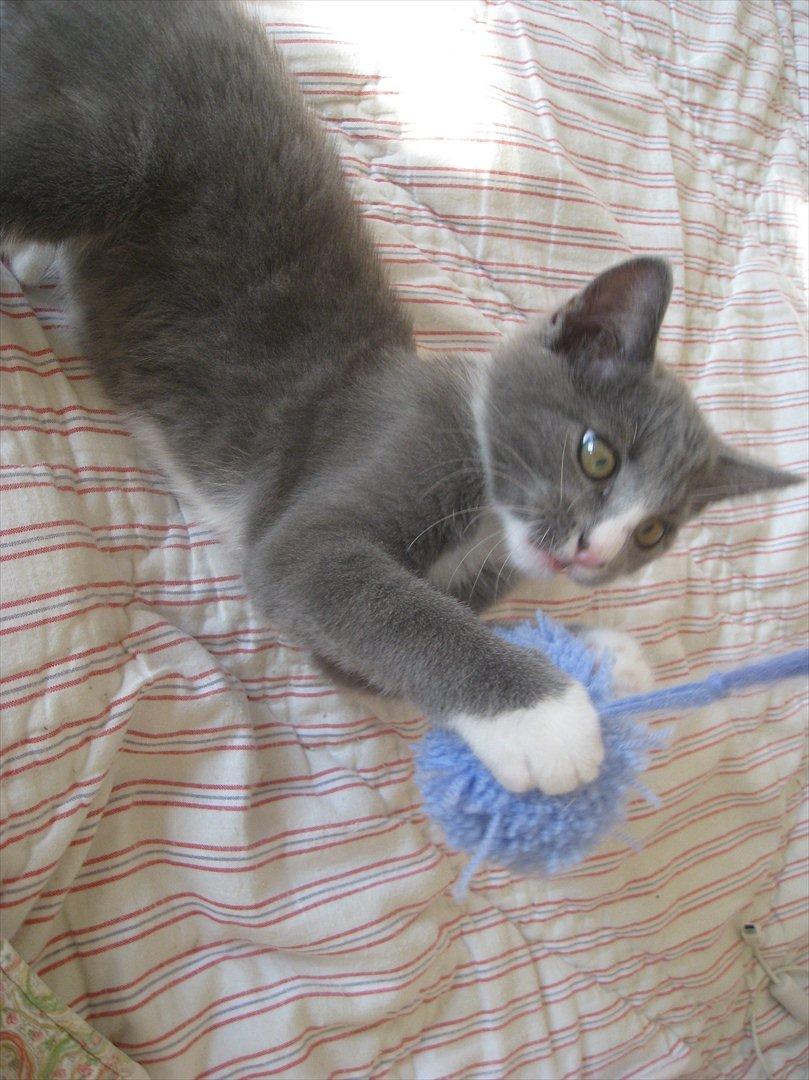 Huskat PEPSI - Jaa lege tid :) billede 7