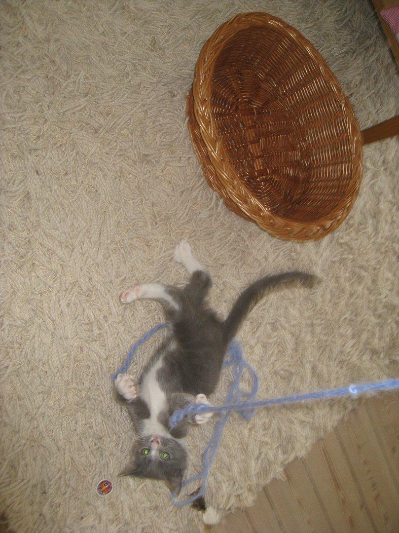 Huskat PEPSI - Tovtrækning! billede 8