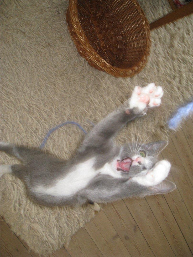 Huskat PEPSI - Hoplaaa Action kat! billede 9