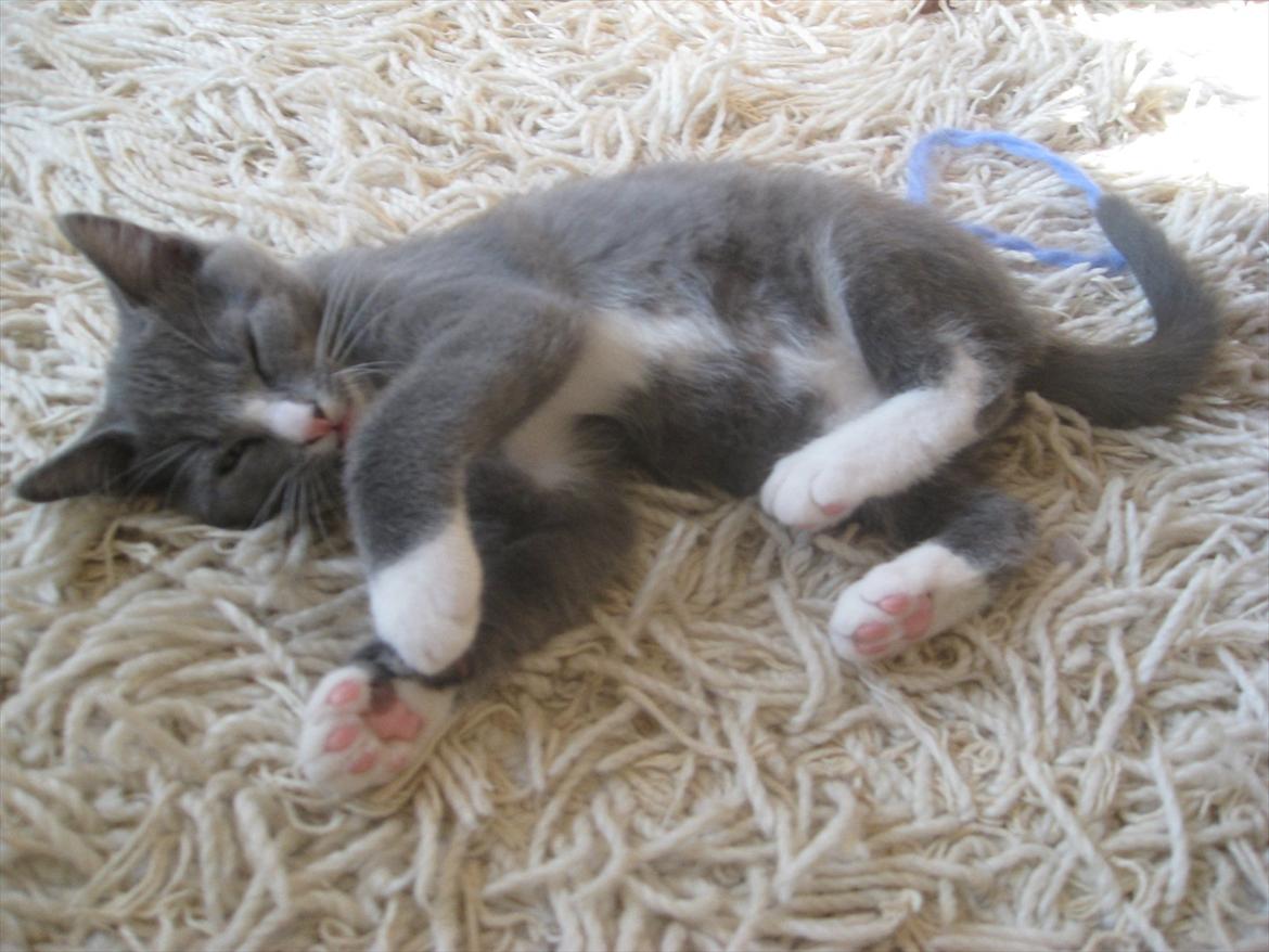 Huskat PEPSI - Det var en hård dag! billede 10