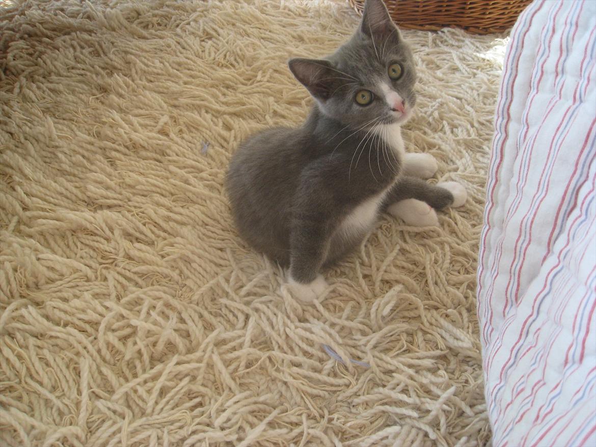 Huskat PEPSI - Tager du billeder af mig? okay så leger jeg da bare model:) billede 11