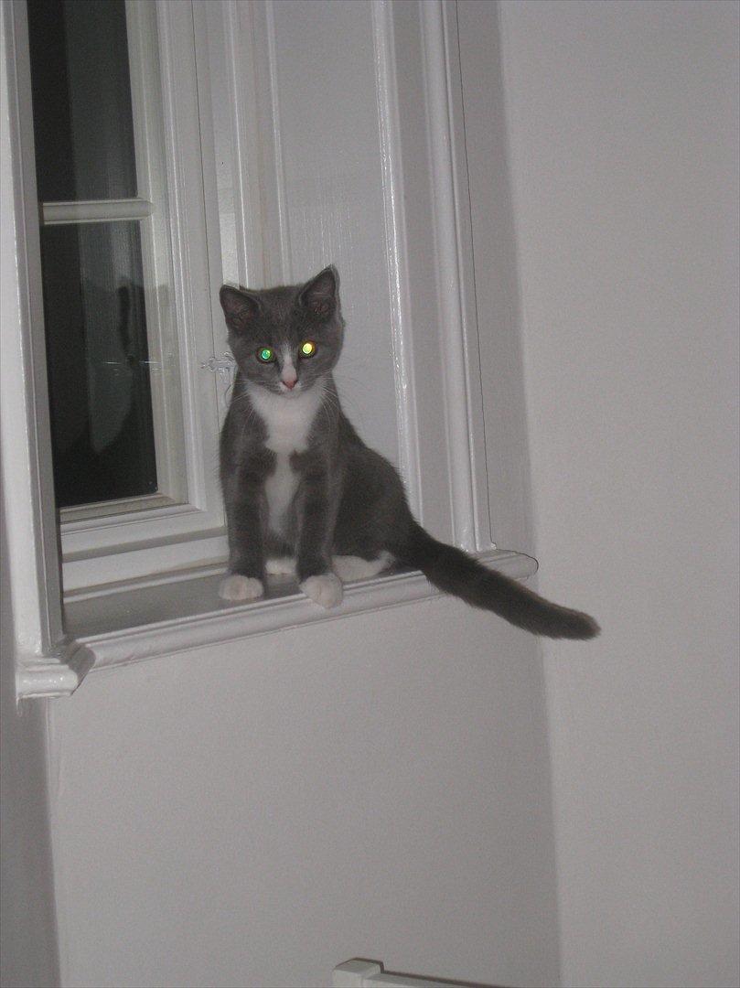 Huskat PEPSI billede 12