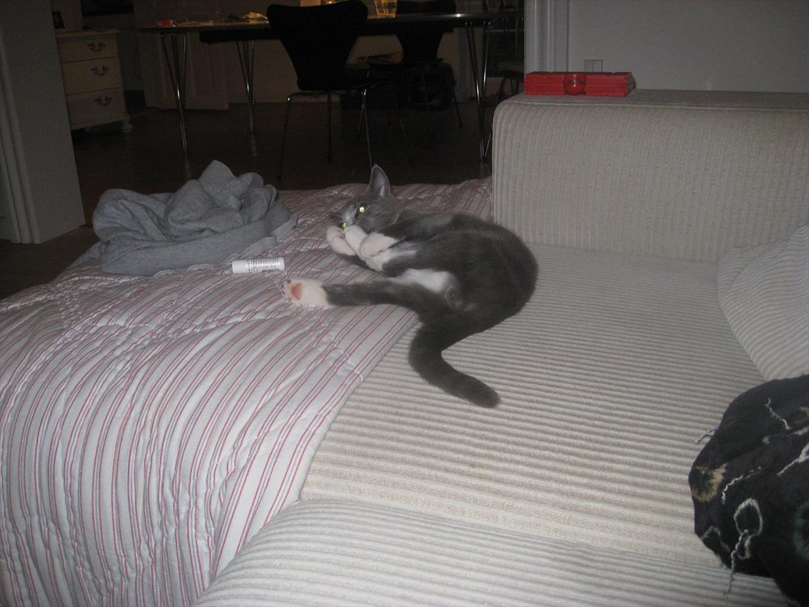 Huskat PEPSI - Tærene skal vaskes! billede 13