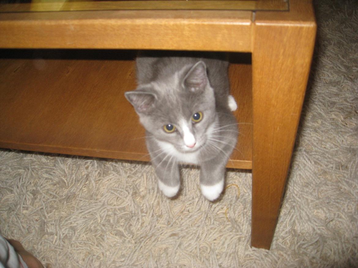 Huskat PEPSI - Hejsa :) billede 14