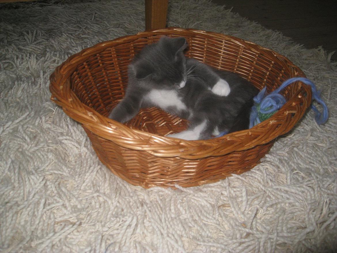 Huskat PEPSI - Slikke slikke slikke :) billede 15