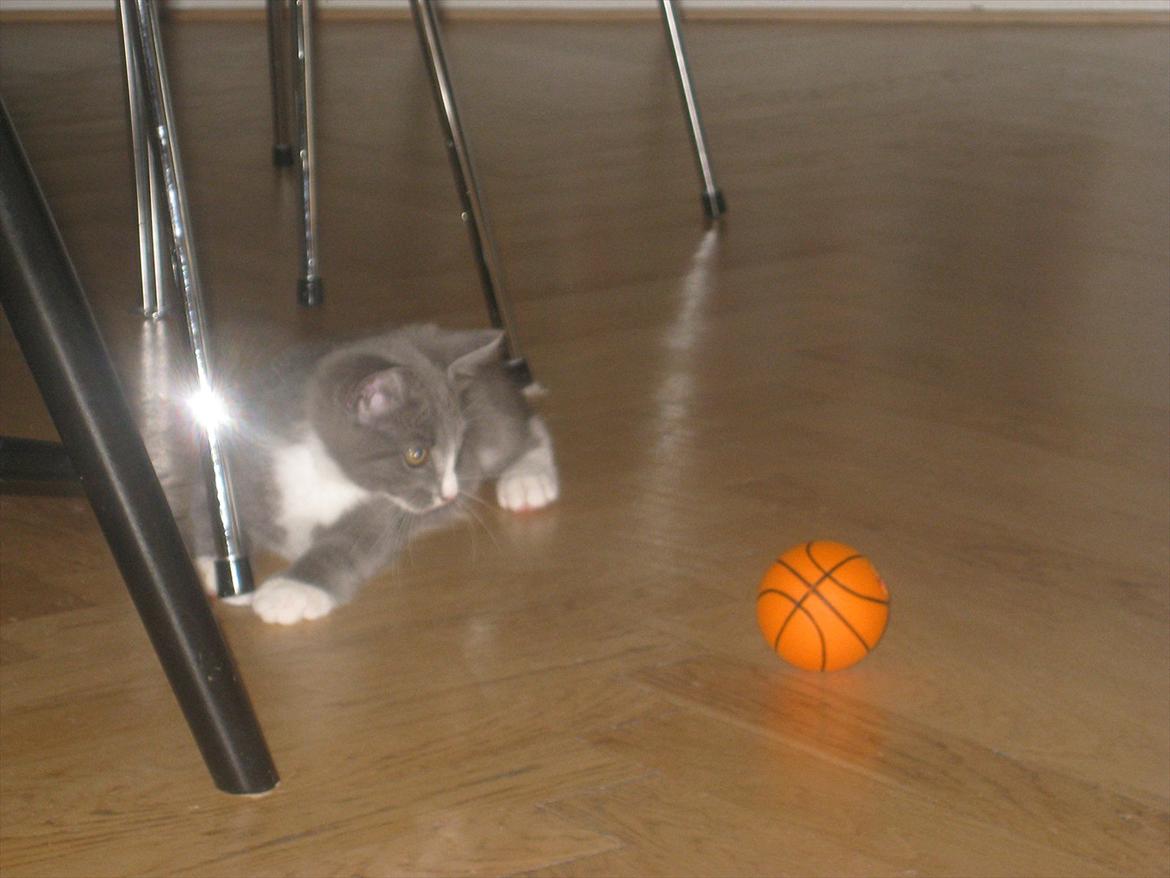 Huskat PEPSI - Uhhh en bold! billede 16