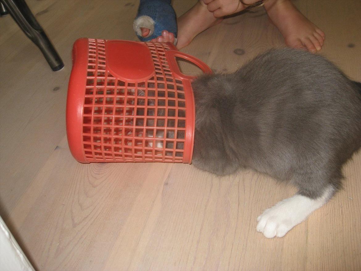 Huskat PEPSI - Har i købt noget til mig? billede 17