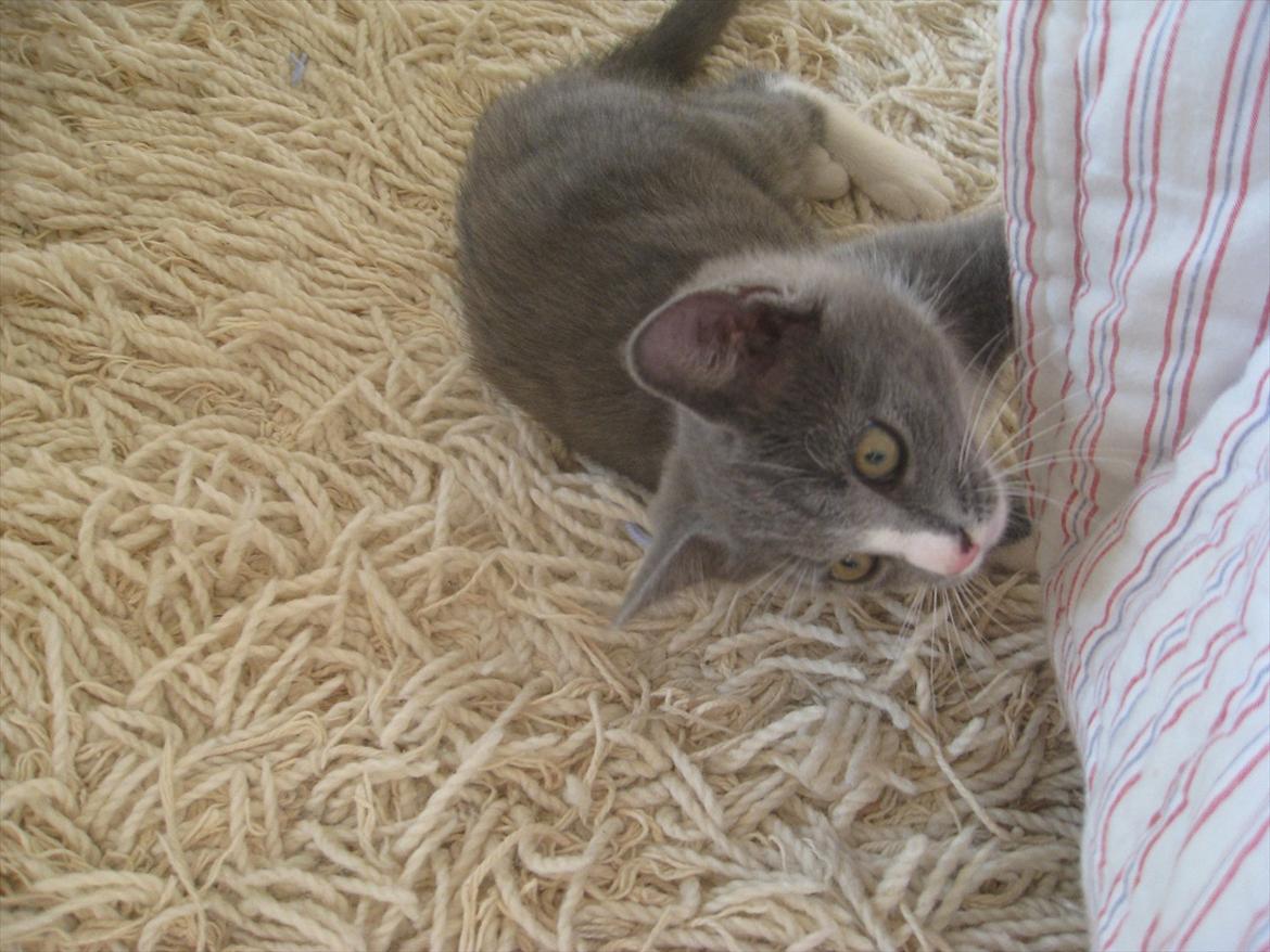 Huskat PEPSI - Uhh noget man kan lege med! :) billede 18