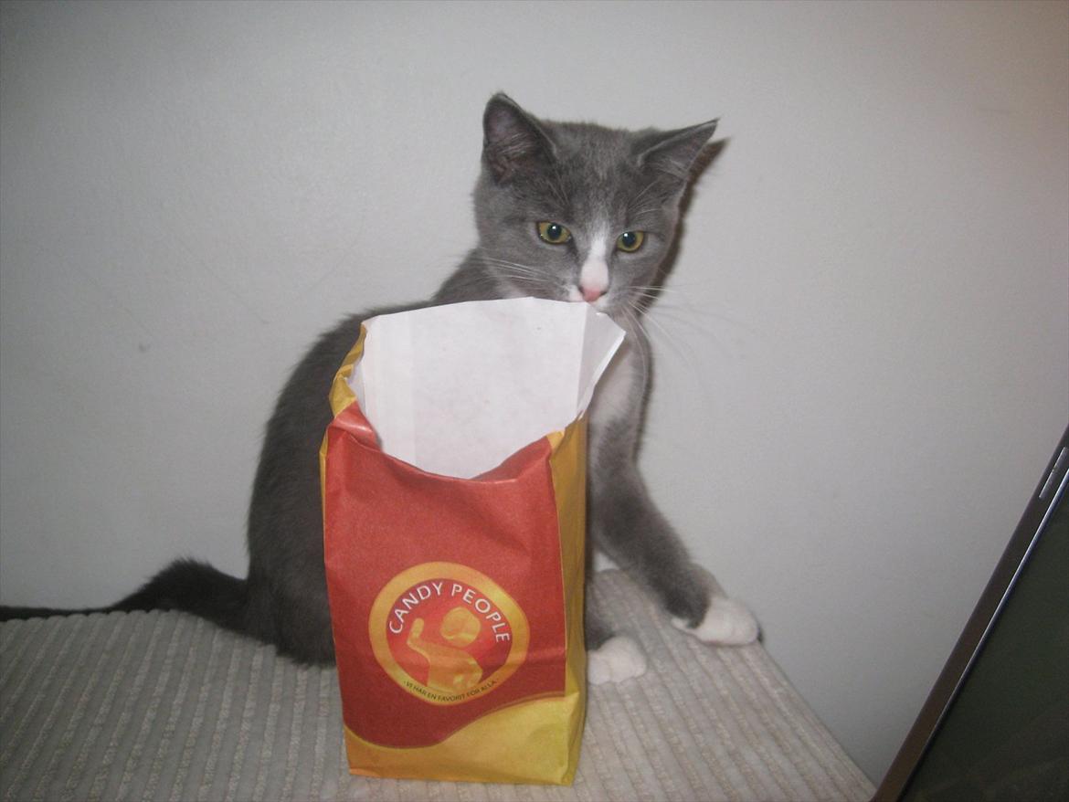 Huskat PEPSI - Mmmm.. slik, er det til mig?? :) billede 19