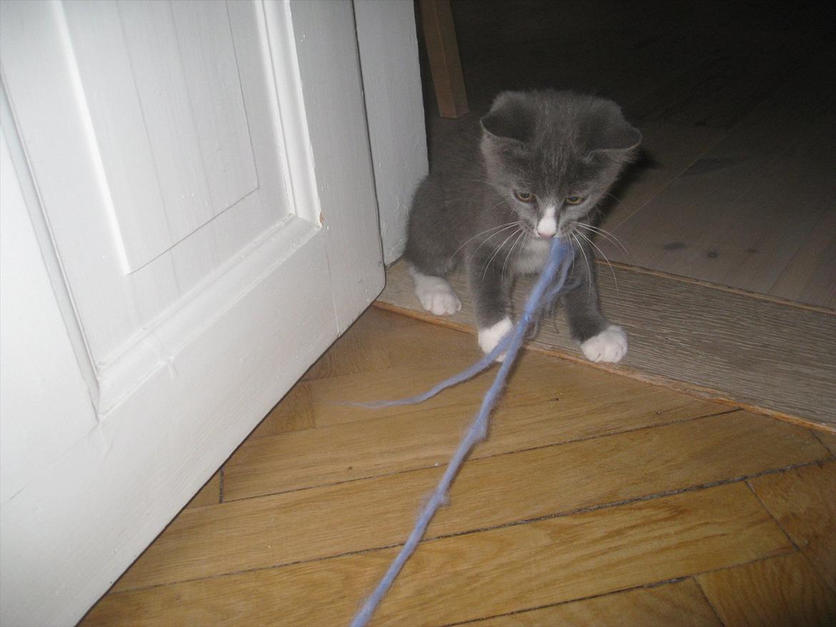 Huskat PEPSI - Min snor! billede 20