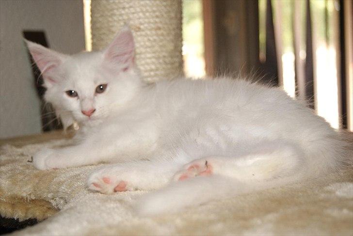 Maine Coon Josephine billede 1