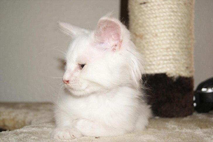 Maine Coon Josephine billede 2