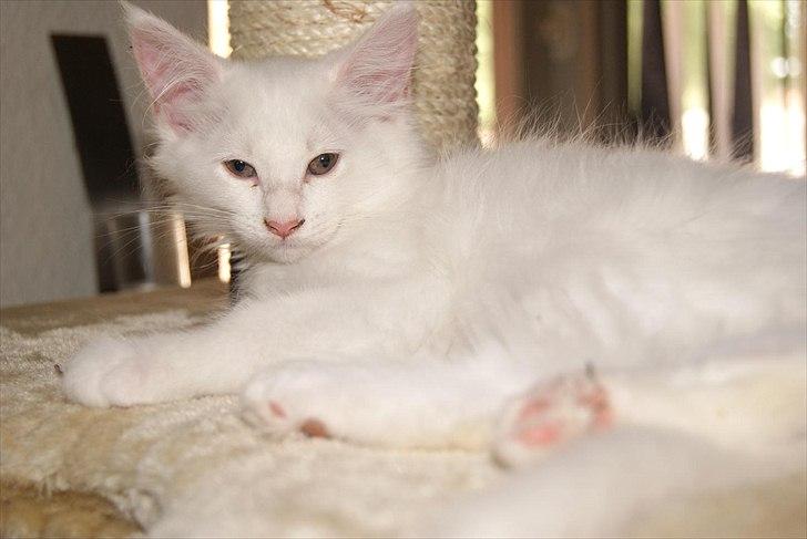 Maine Coon Josephine billede 3