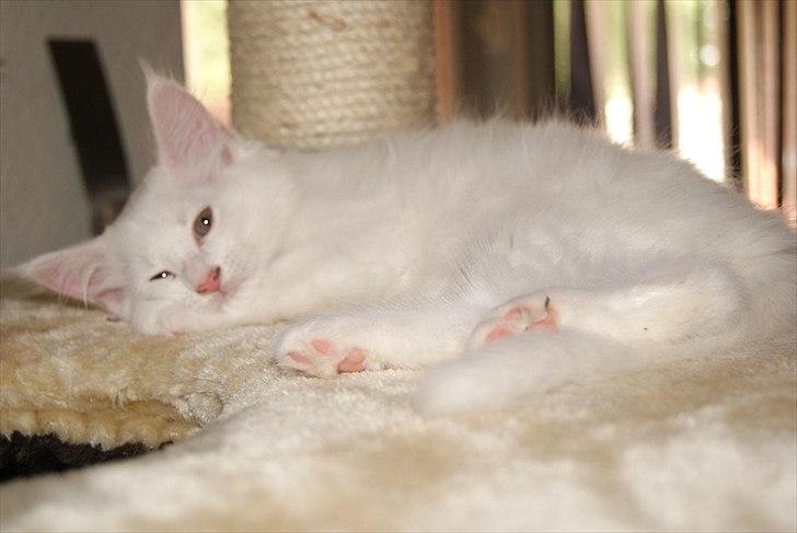 Maine Coon Josephine billede 4