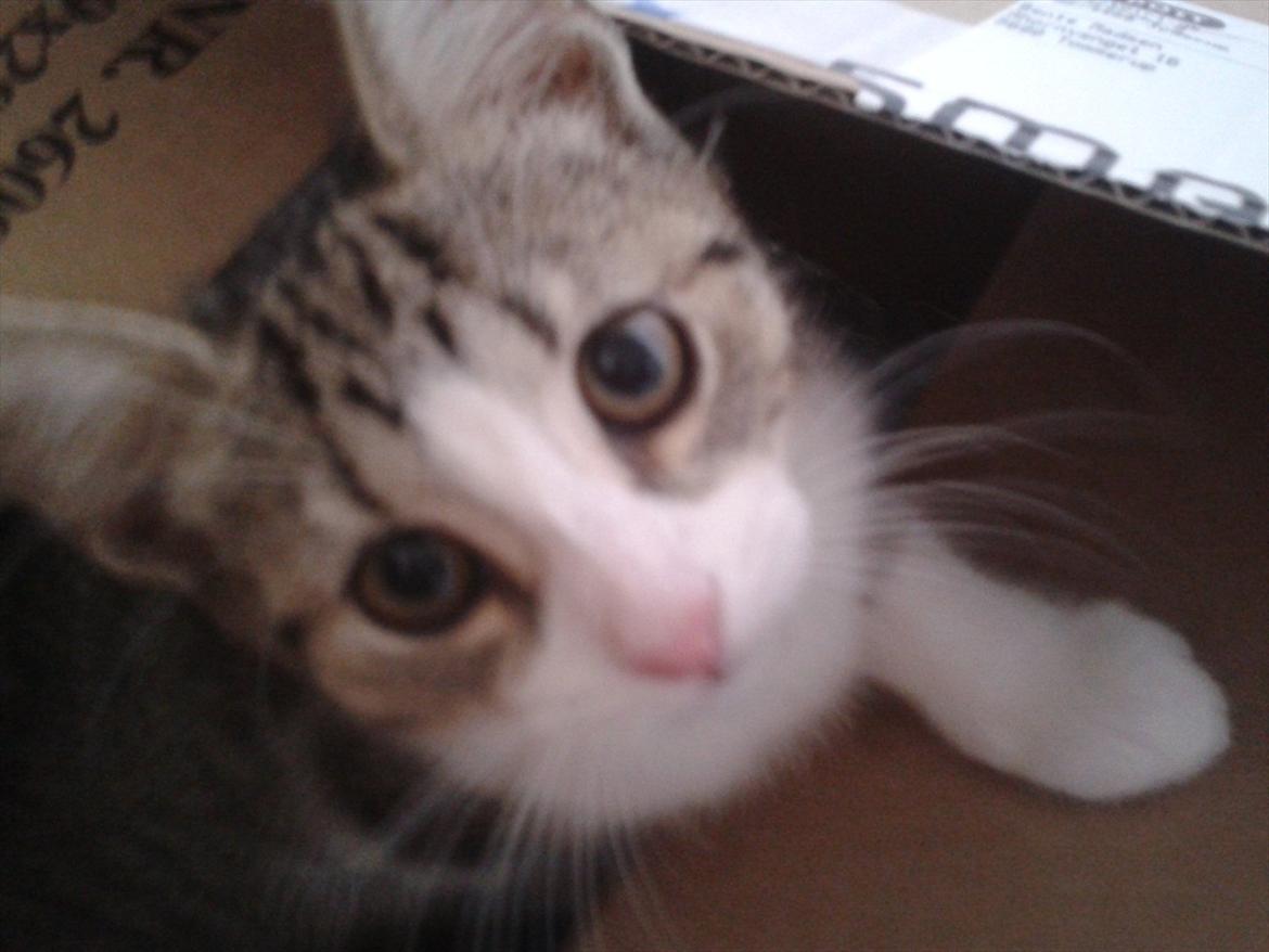 Huskat Mixie billede 1