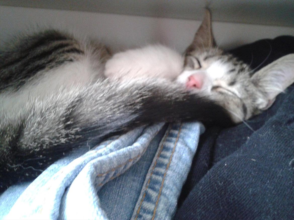 Huskat Mixie billede 2