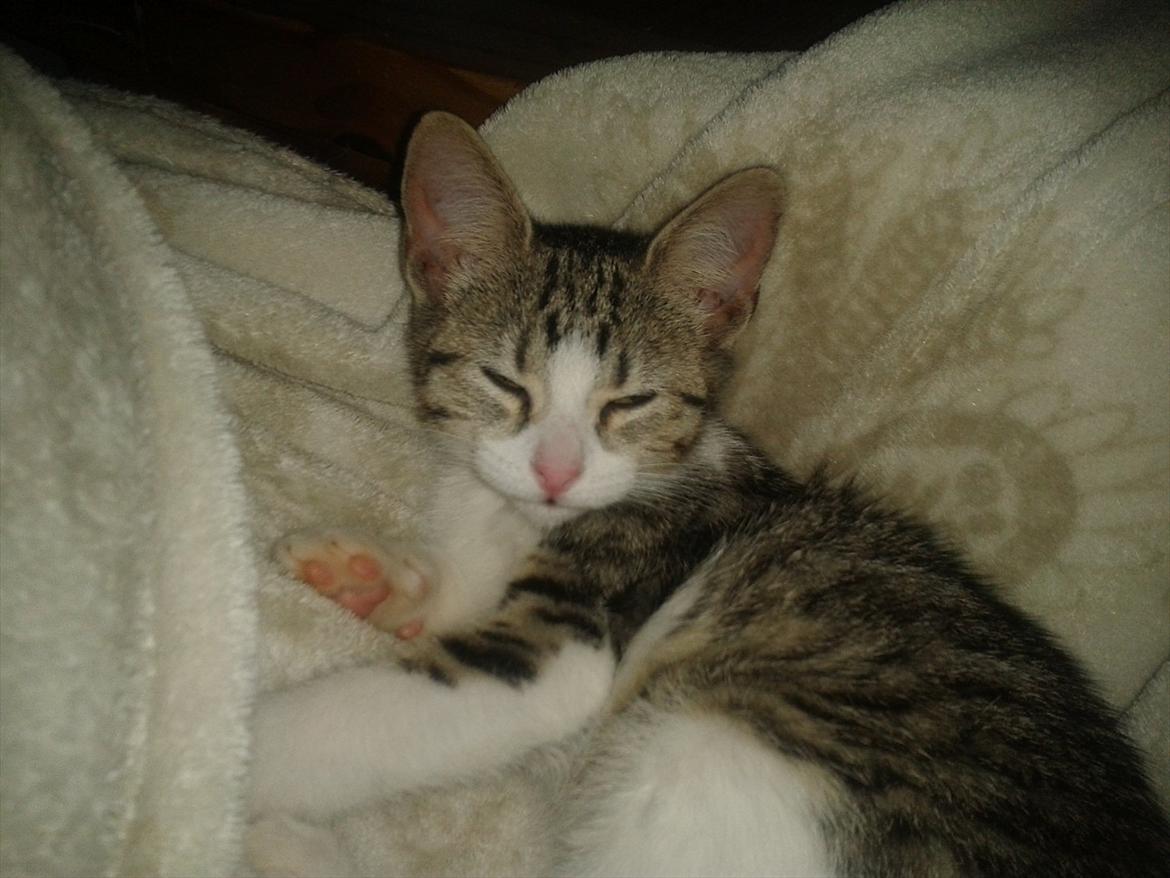 Huskat Mixie billede 3