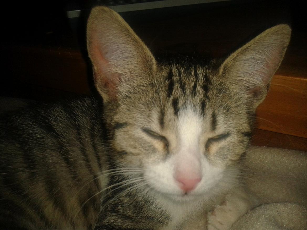 Huskat Mixie billede 4