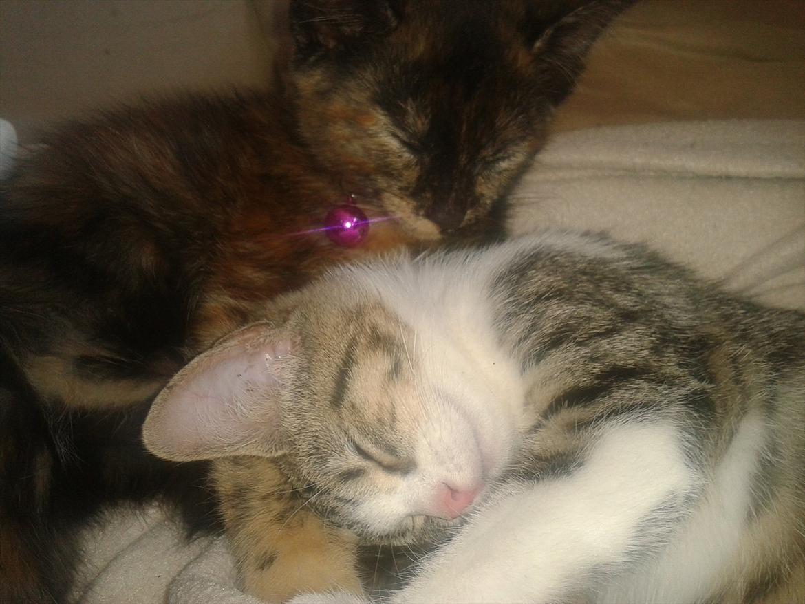 Huskat Mixie billede 5